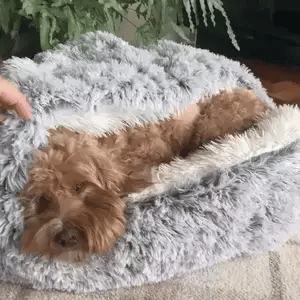 SnuggleNest | Plush Bed For Pets